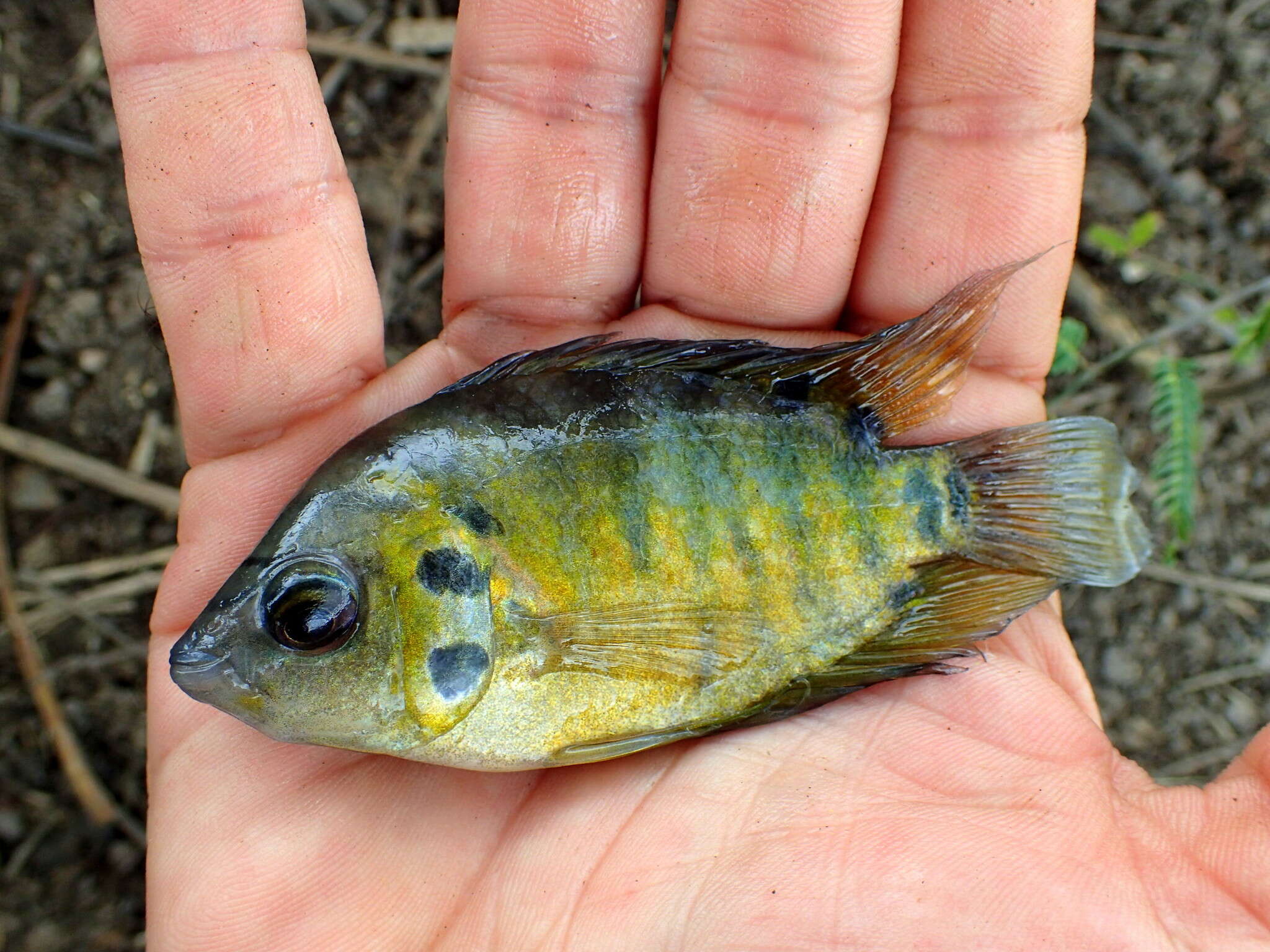 Image of Flier cichlid