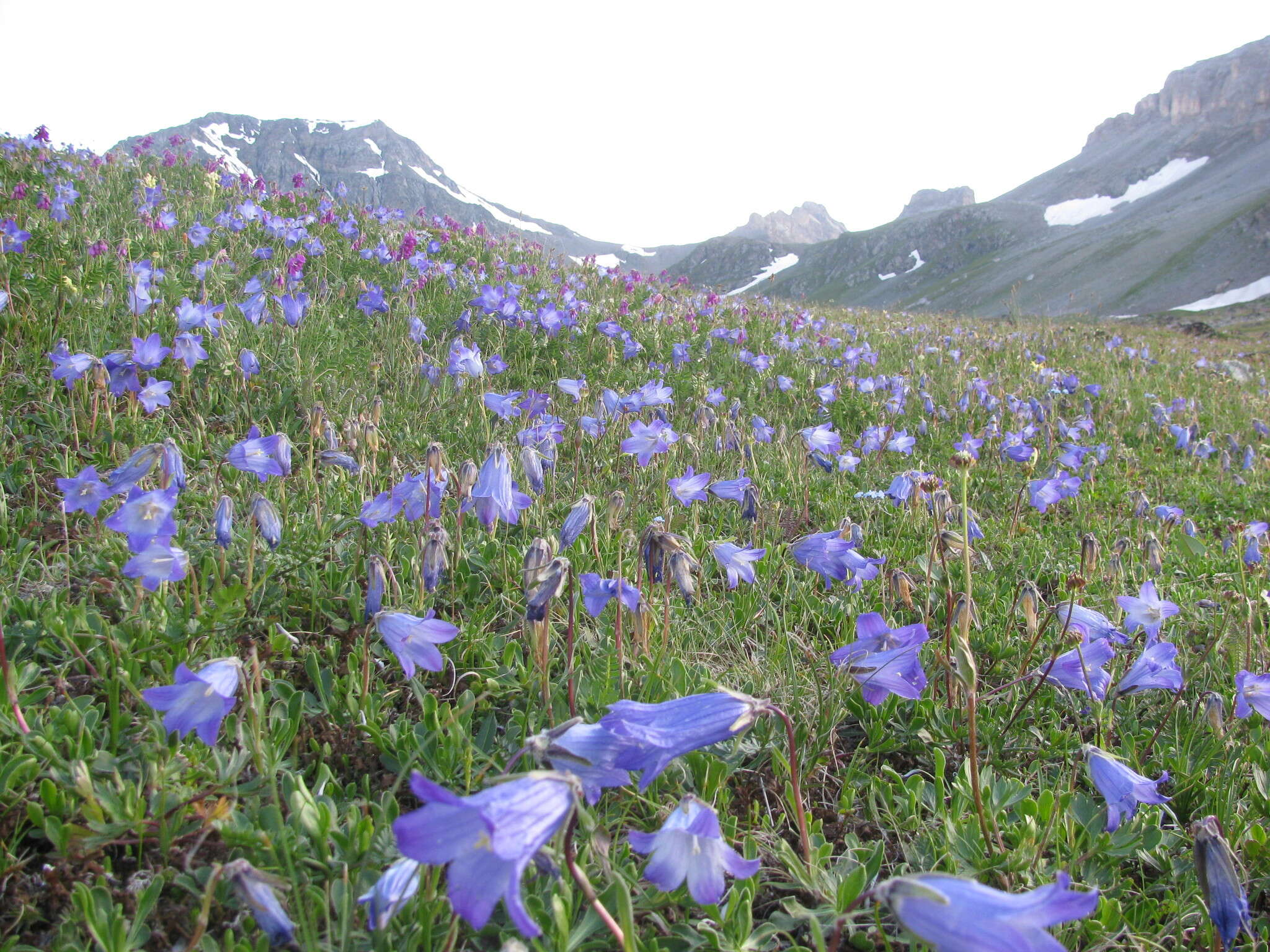 Image of Campanula tridentata Schreb.