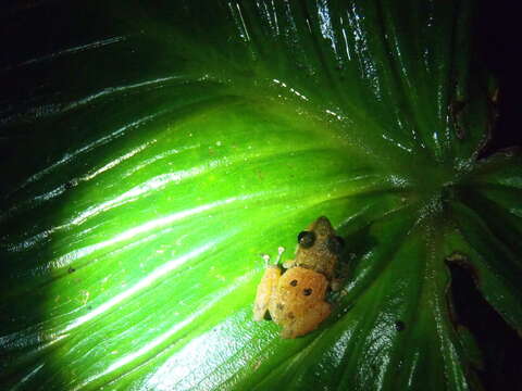 Image of white-striped robber frog