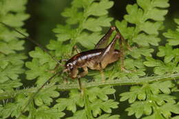 Image of Hemiandrus maculifrons (Walker & F. 1869)