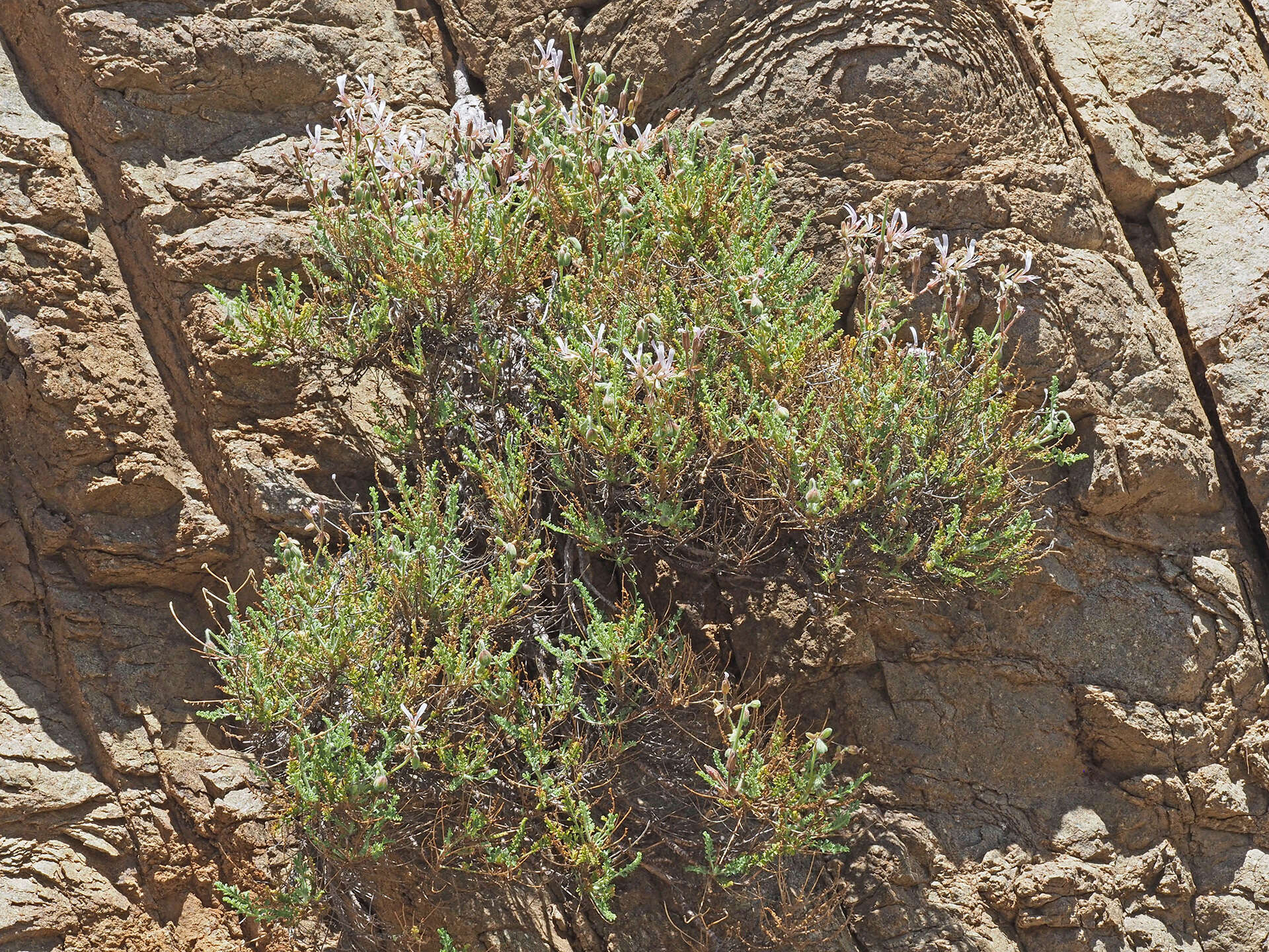Image of Pelargonium tragacanthoides Burch.