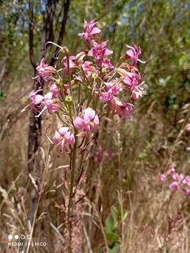 Image of Alstroemeria revoluta Ruiz & Pav.