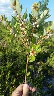 Image of coastal plain staggerbush