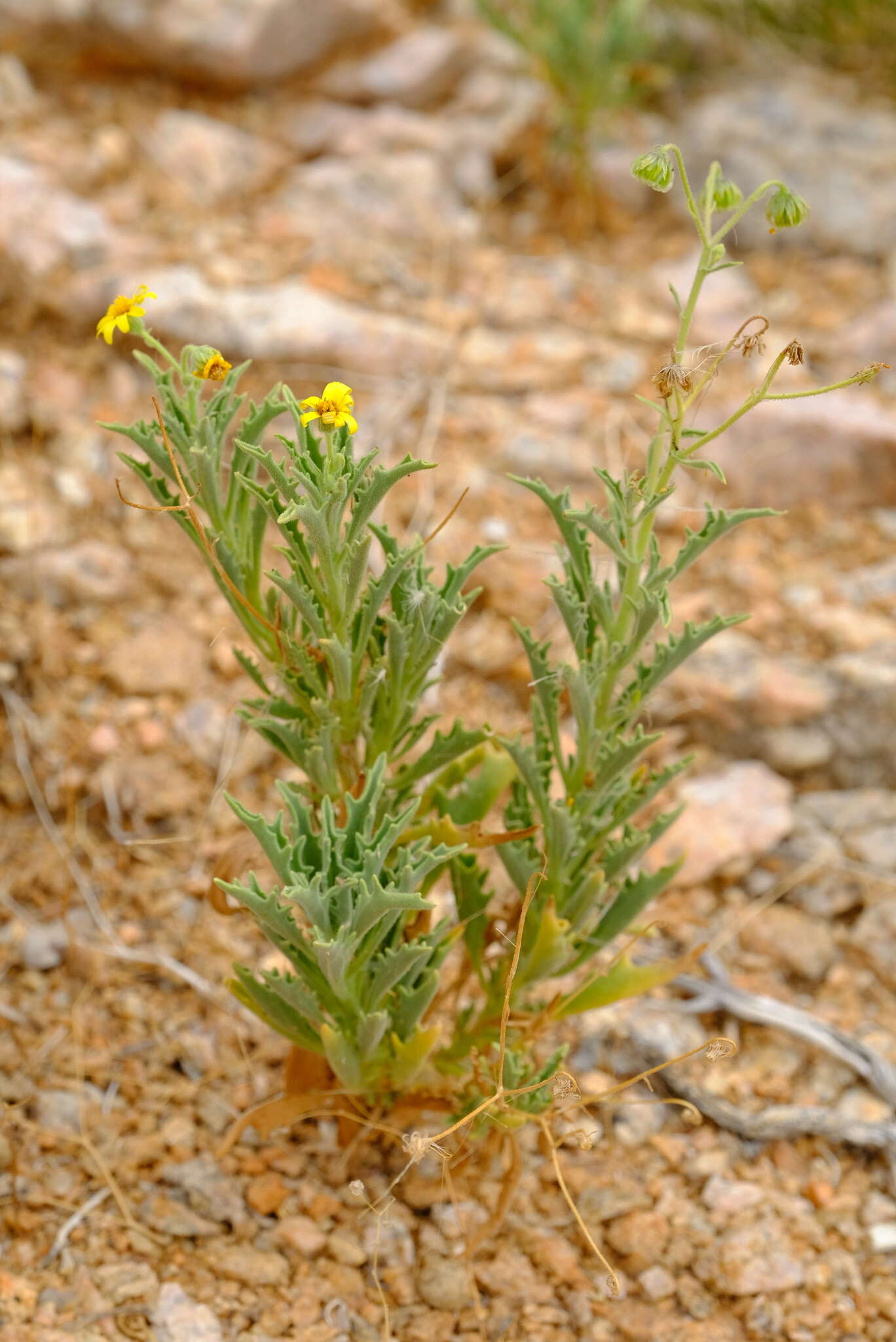 Osteospermum microcarpum (Harv.) T. Norl.的圖片