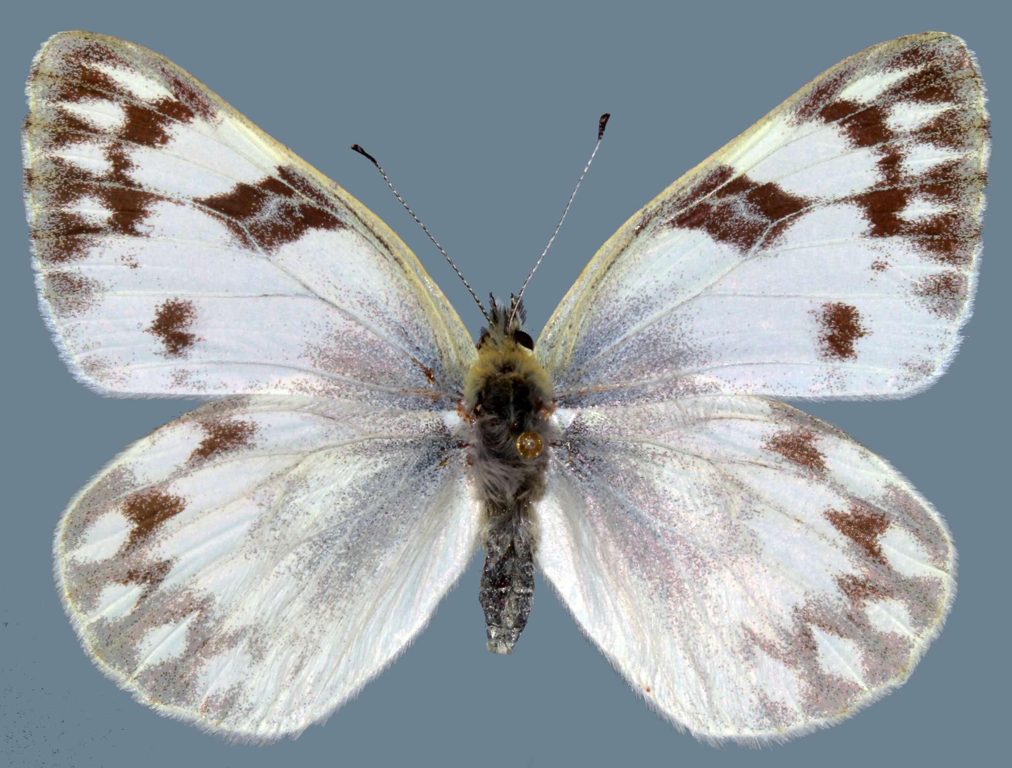 Image of Pontia occidentalis occidentalis