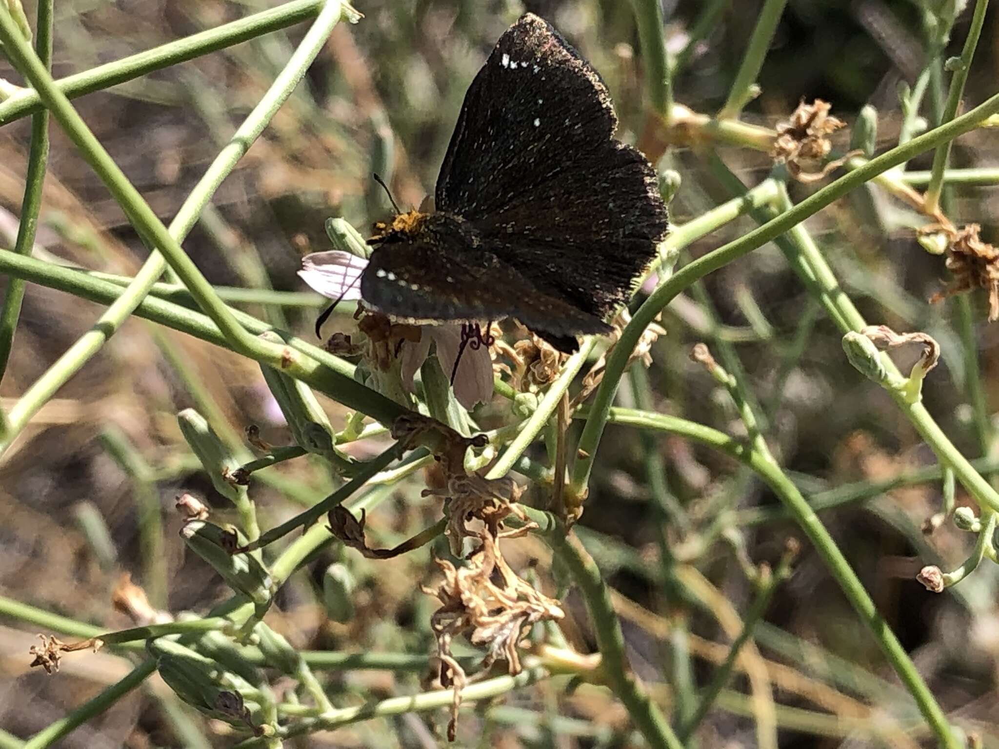 Image of Golden-headed Scallopwing