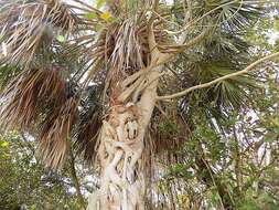 Image of Florida strangler fig