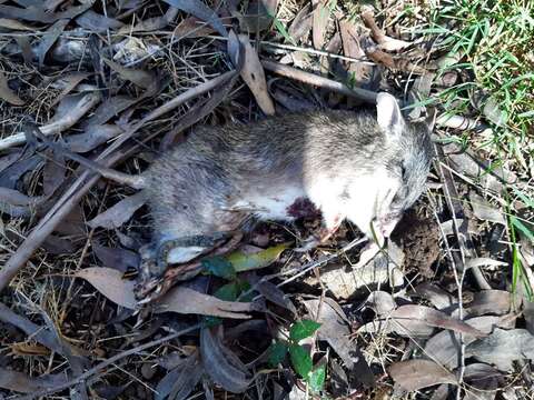 Image of Long-nosed Bandicoot