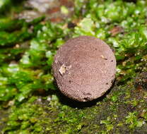 Imagem de Lycoperdon subincarnatum Peck 1872