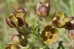 Image de Schizoglossum hamatum E. Mey.