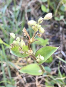 Image of Tripogandra glandulosa (Seub.) Rohweder