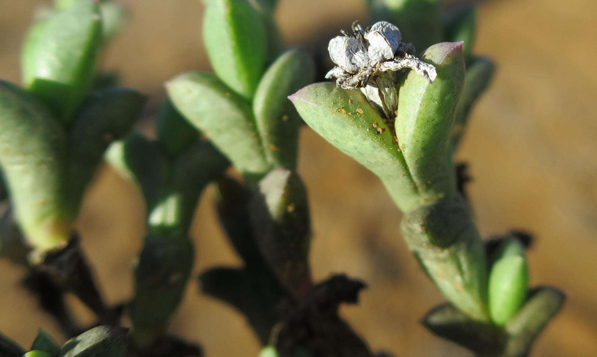 Слика од Ruschia approximata (L. Bol.) Schwant.