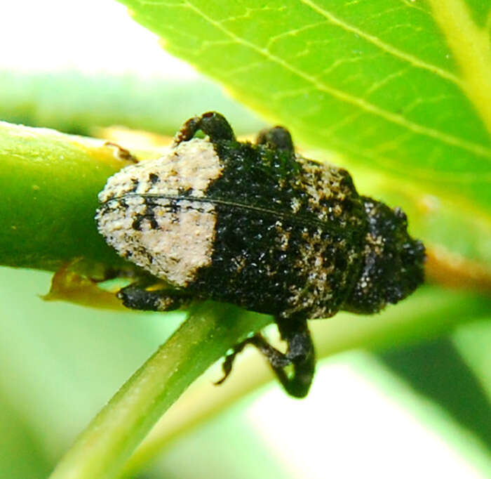 Image of Weevil