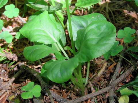 Image of common wintergreen