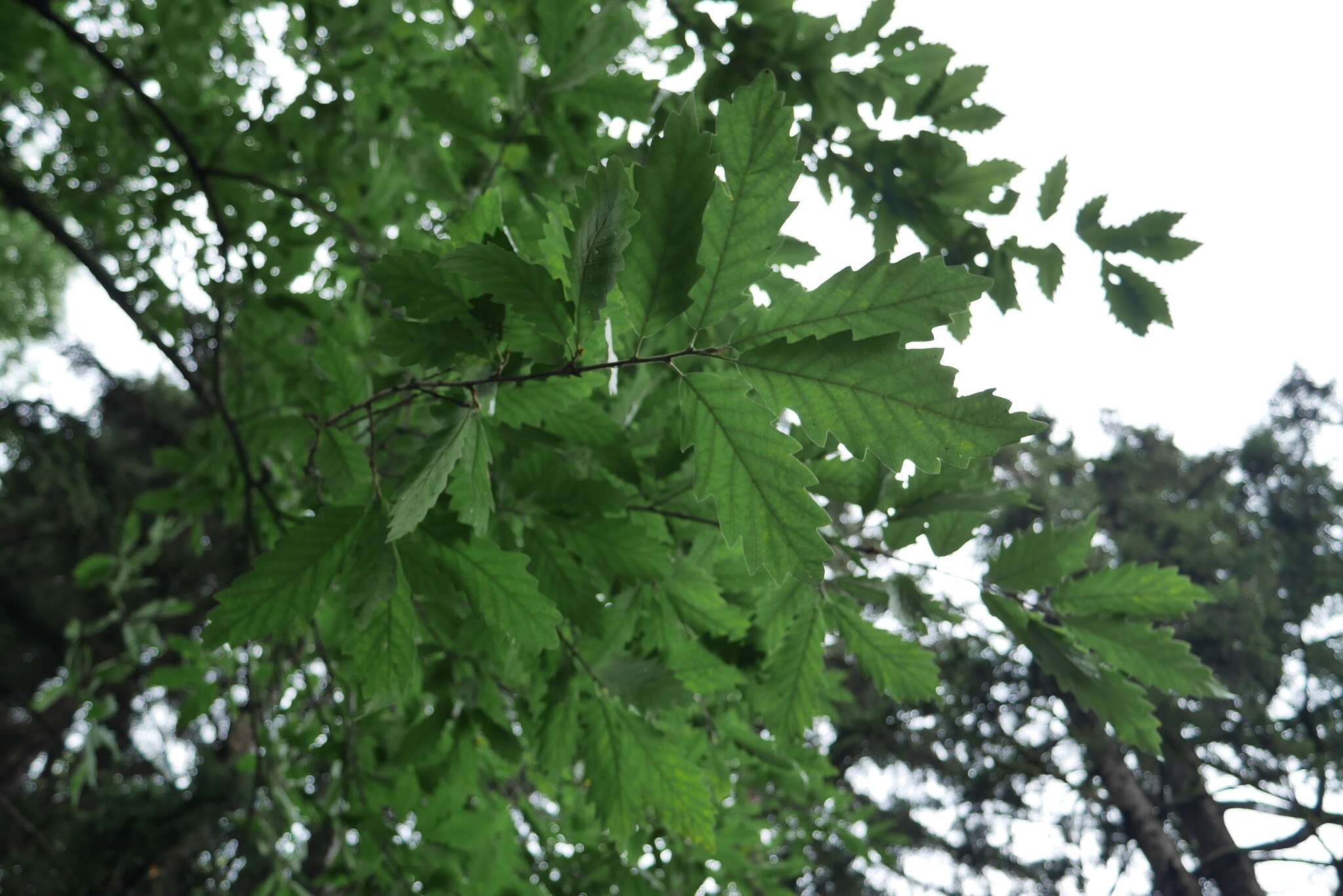 Image of Chestnut-leaved Oak