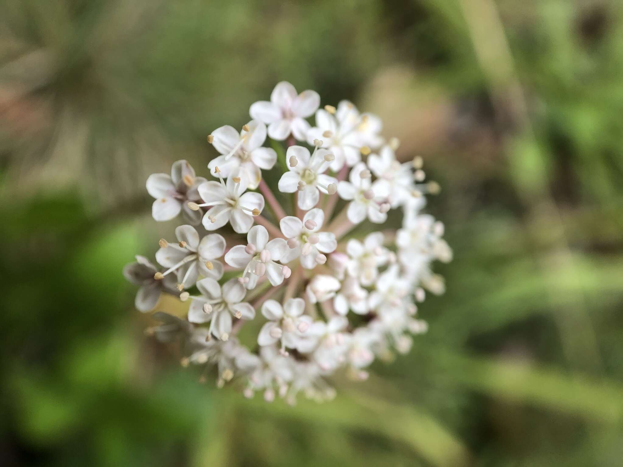 Trachymene humilis (Domin) Benth. resmi