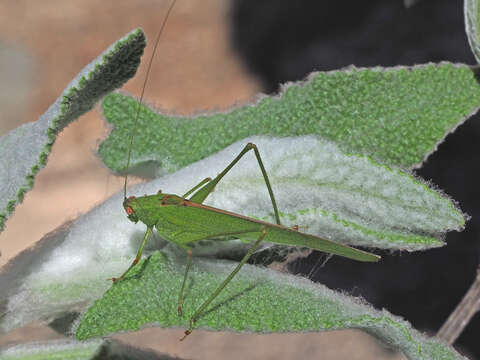 Image of Phaneroptera (Phaneroptera) sparsa Stål 1857