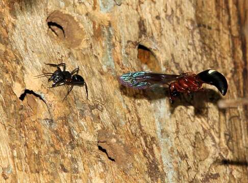 Image of Camponotus sexpunctatus Forel 1894