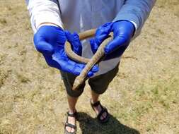 Image of Brazos Water Snake