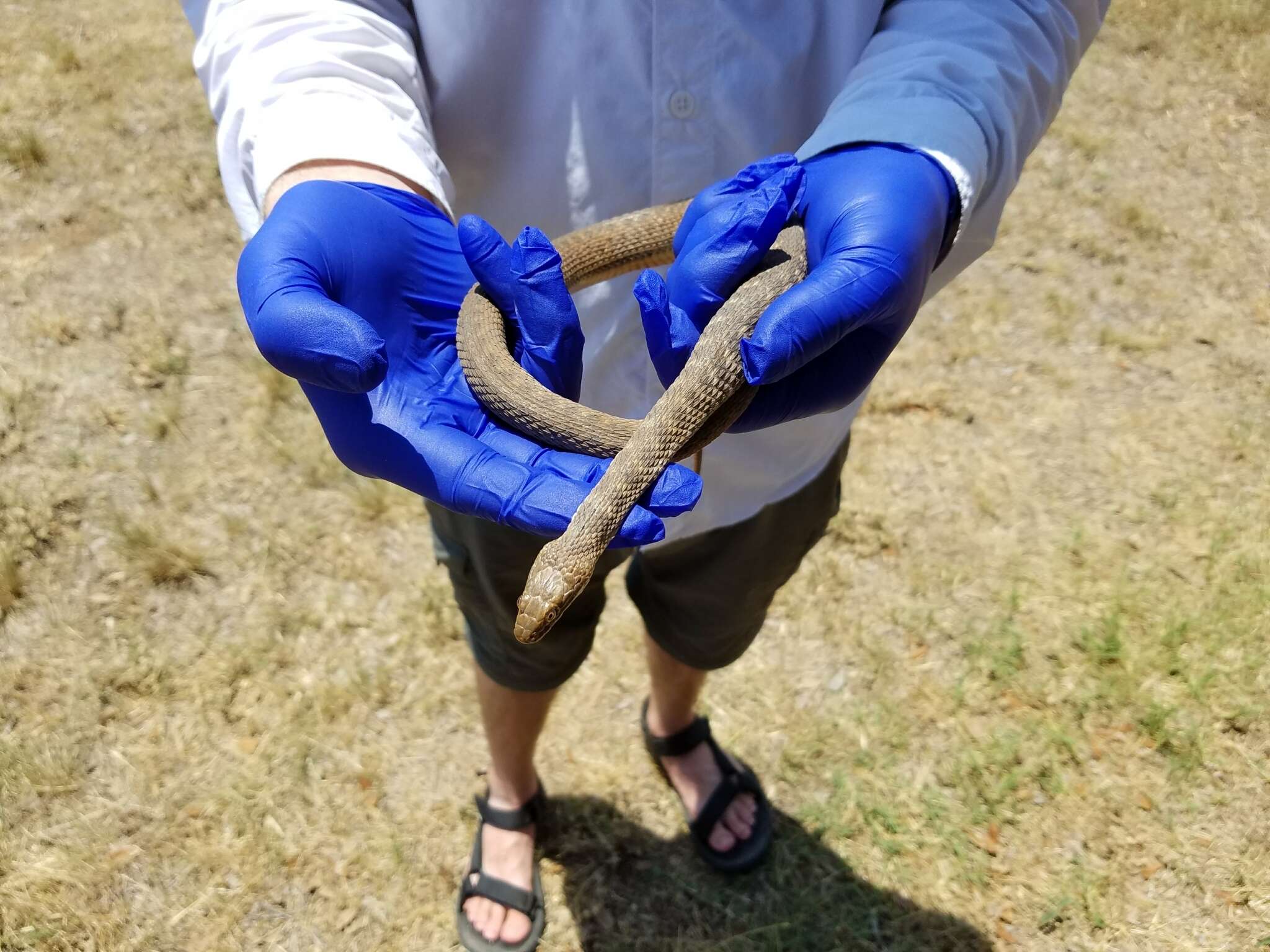 Image of Brazos Water Snake