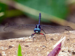 Oxythemis phoenicosceles Ris 1909 resmi