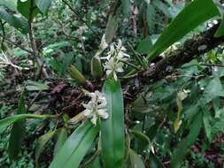 Image of Prosthechea chacaoensis (Rchb. fil.) W. E. Higgins