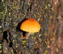 Image of Pholiota eucalyptorum (Cleland) Singer 1952