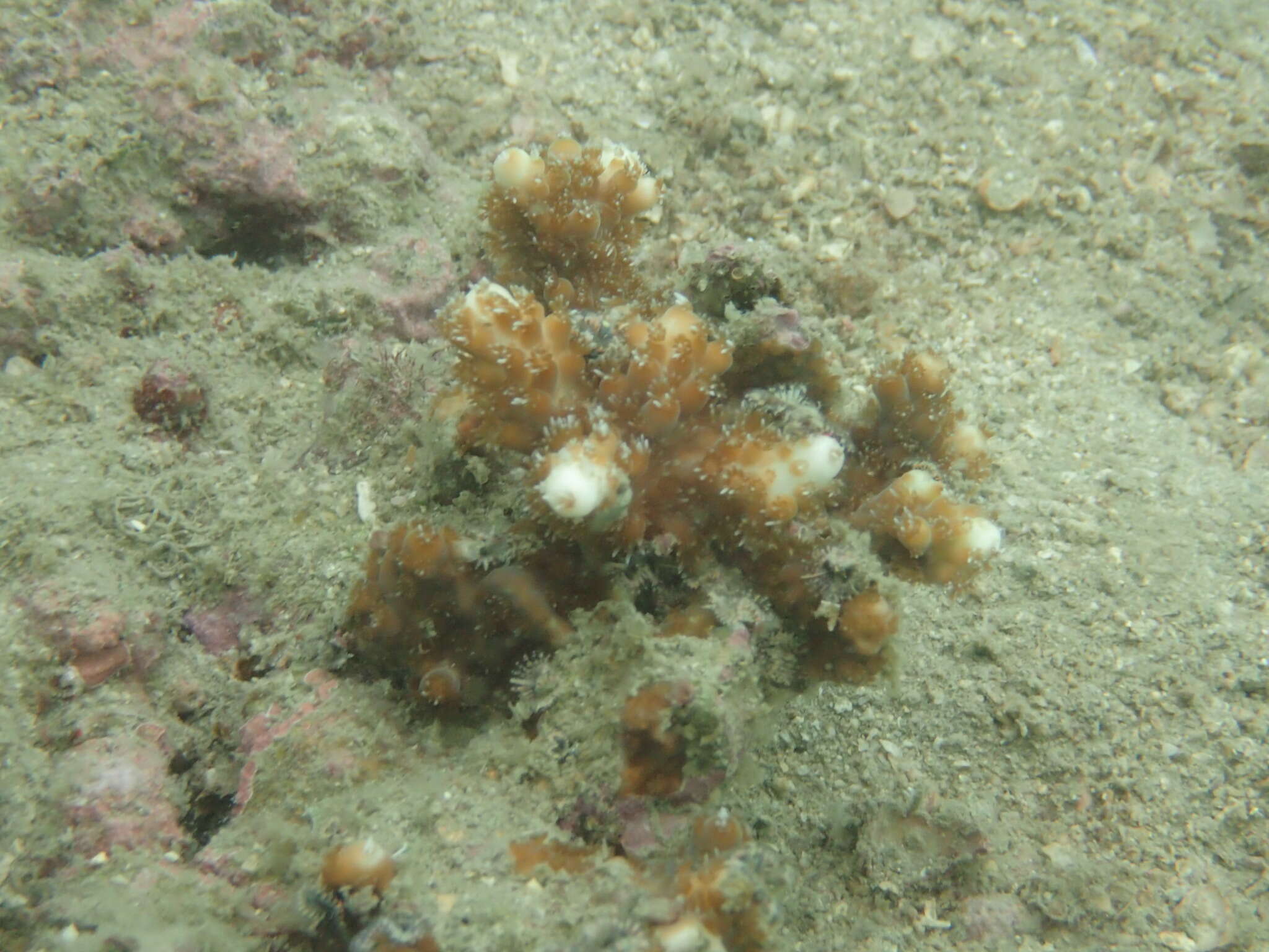 Image of Acropora pruinosa (Brook 1893)