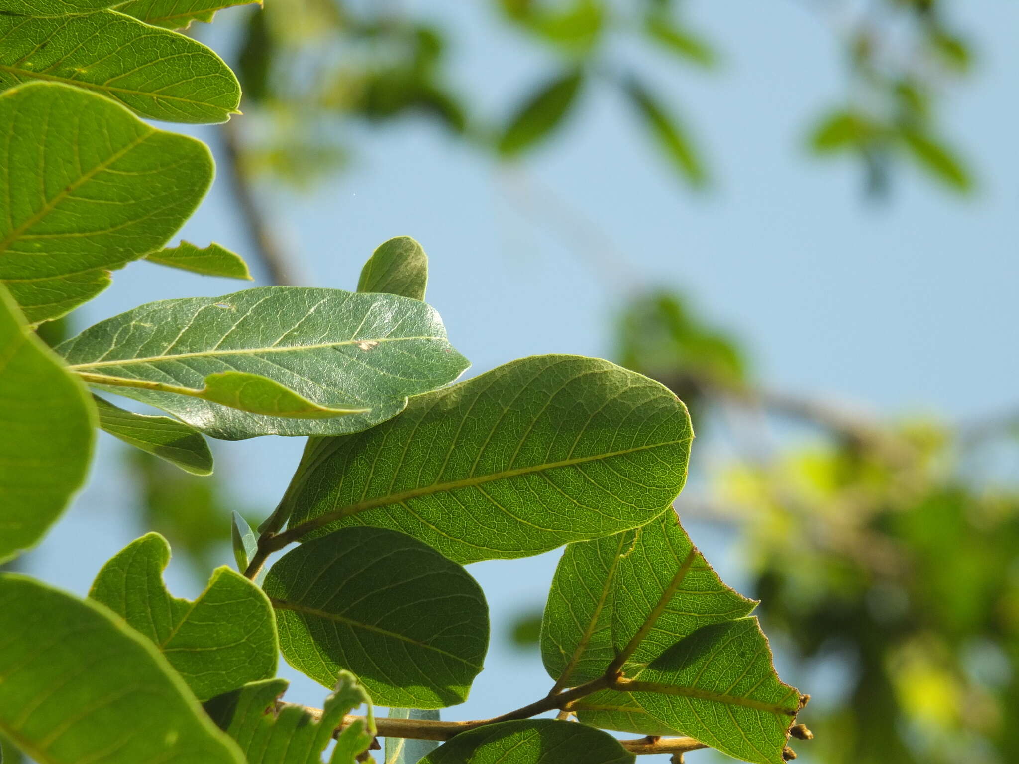 Image de Sapindus emarginatus Vahl