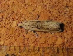 Image of Javelin Moth