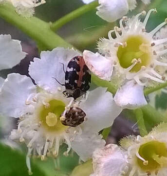 Image of carpet beetle