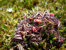 Image of Castilleja pumila (Benth.) Weddell