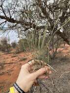 Image de Hakea lorea (R. Br.) R. Br.