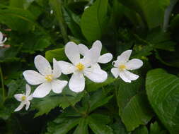 Image of Anemonastrum baicalense (Turcz.) Mosyakin