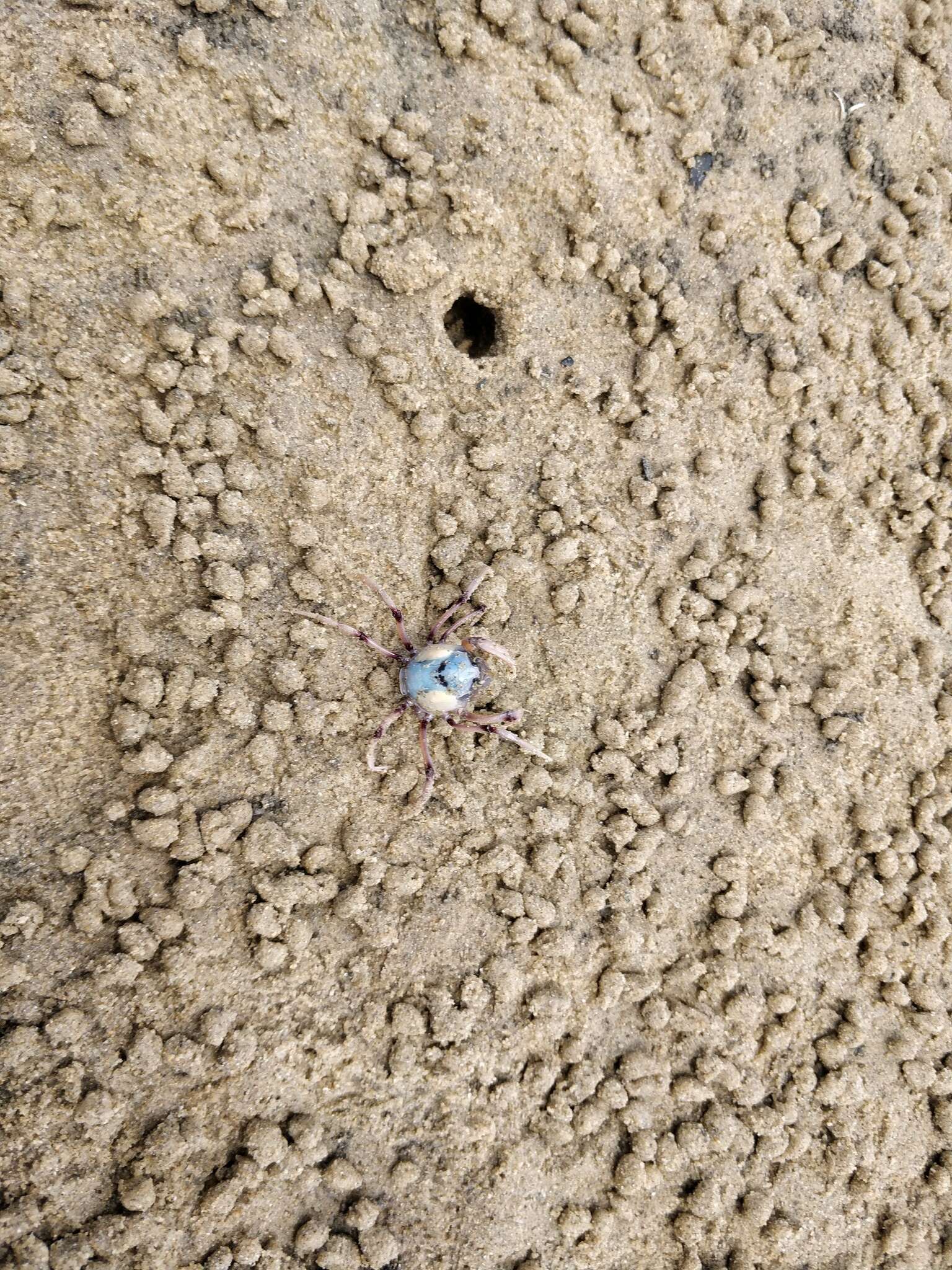 Image of Light-blue Soldier Crab