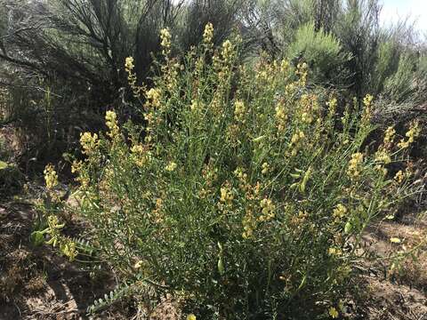 Astragalus douglasii var. perstrictus (Rydb.) Munz & Mc Burney resmi