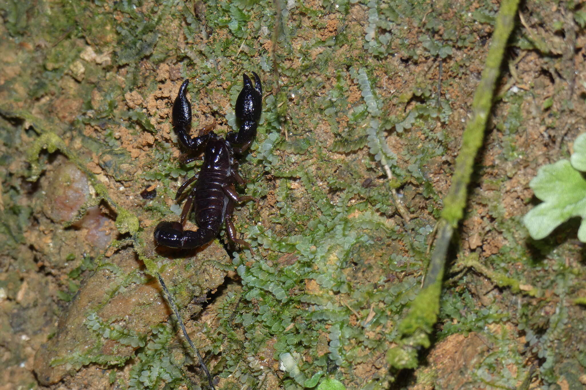 Image of Broteochactas nitidus Pocock 1893