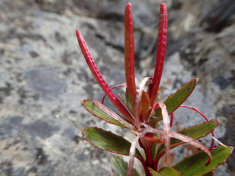 Image of Epilobium brevipes Hook. fil.