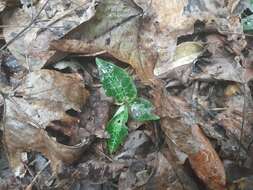 Image of Goodyera pusilla Blume