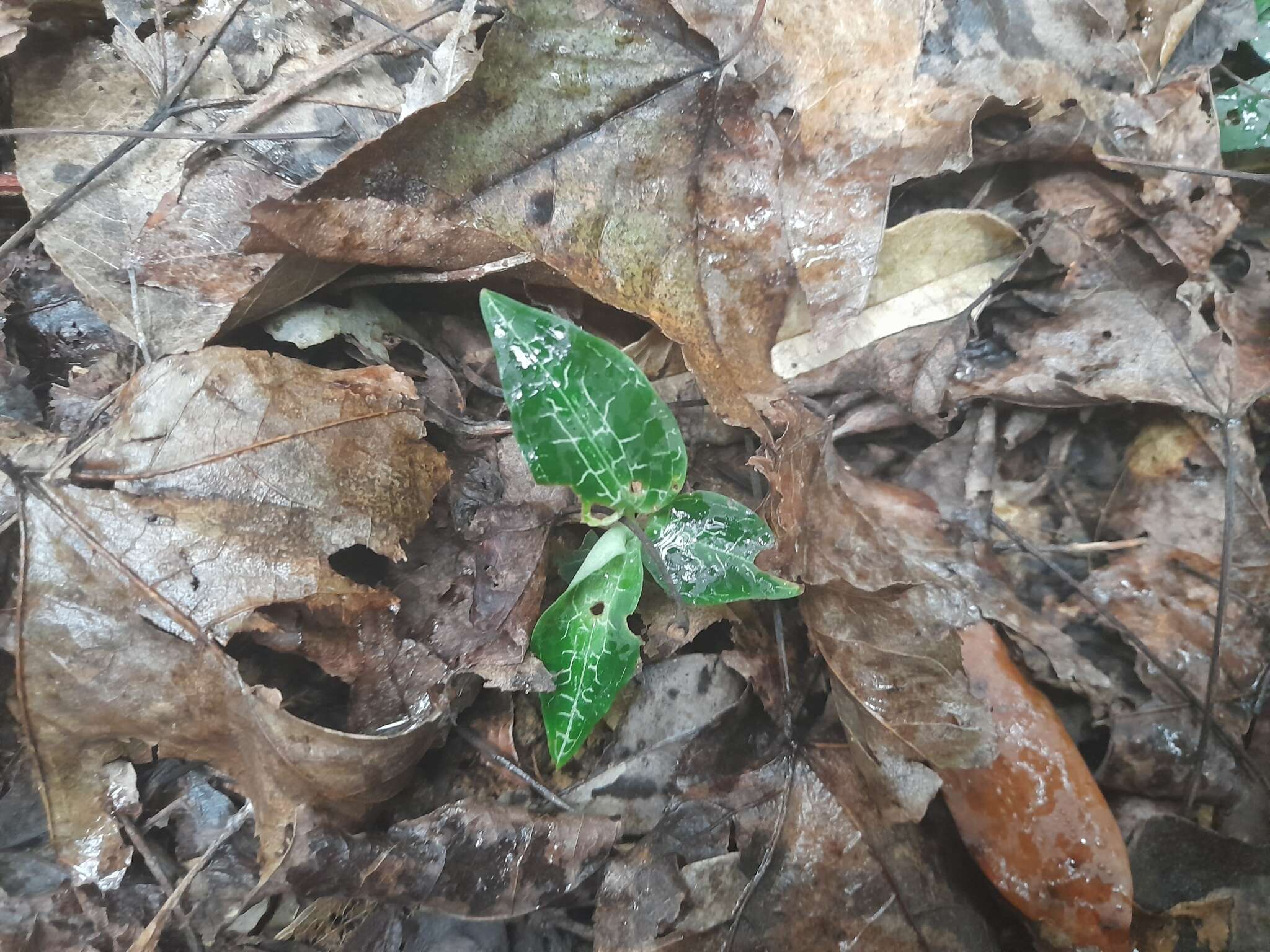 Imagem de Goodyera pusilla Blume