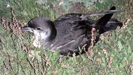 Image of Manx Shearwater