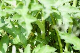 Image of Heracleum sphondylium subsp. sphondylium