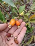 Image de Eugenia involucrata DC.