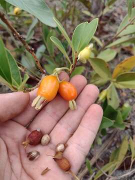 صورة Eugenia involucrata DC.