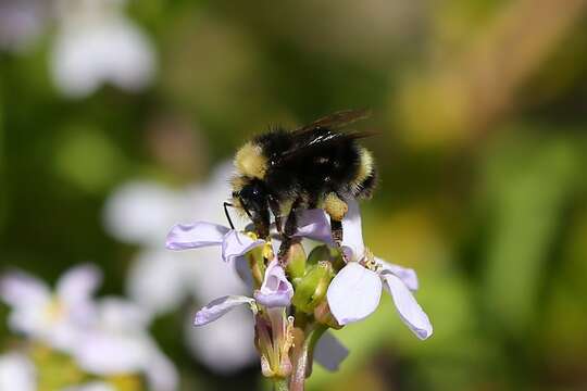 Image of Obscure Bumble Bee