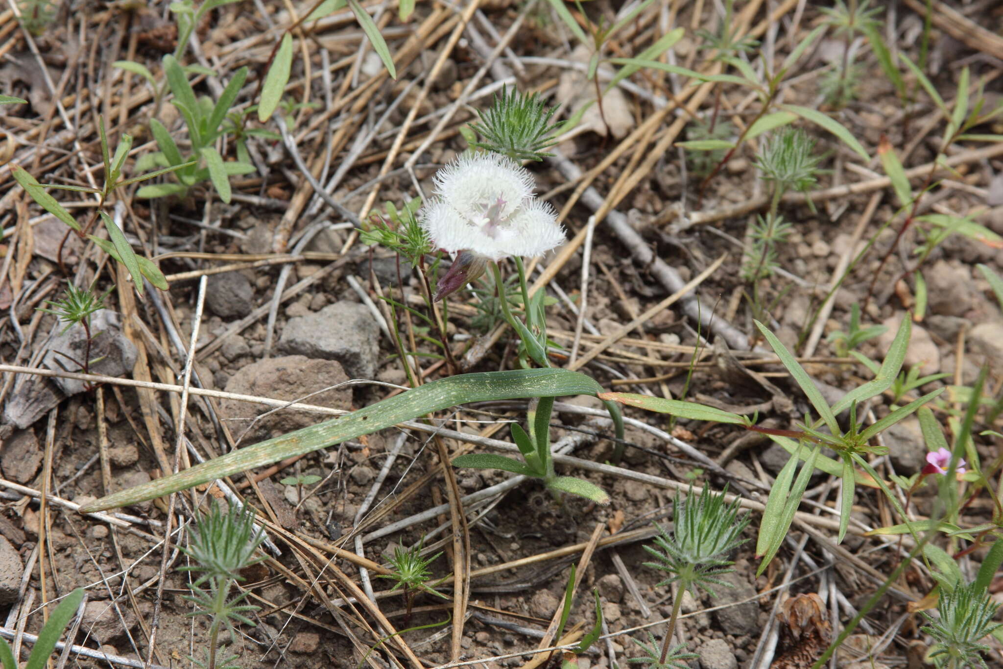 Image de Calochortus coeruleus (Kellogg) S. Watson