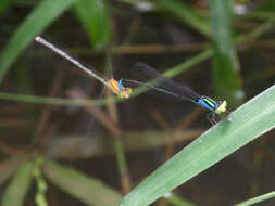 Image of Pseudagrion williamsoni Fraser 1922