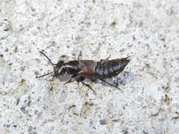 Image of Rove beetle