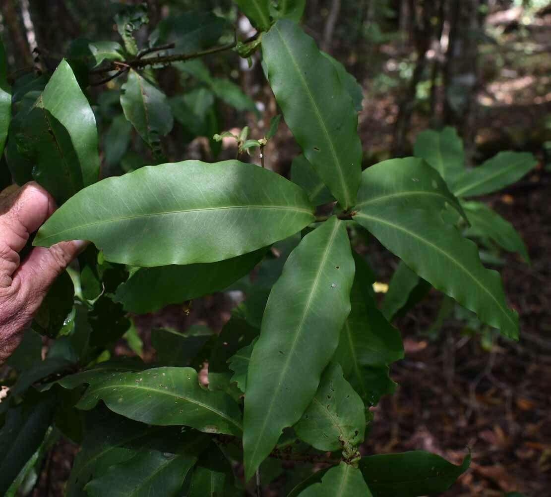 Image of Myrsine porosa F. Muell.