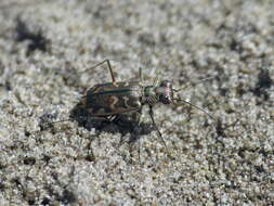 Image of Cicindela (Cicindelidia) trifasciata australis (Peña & Barria 1973)